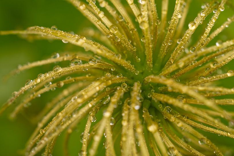 Clementine Staubgefäße Nach Dem Regen von Iris Holzer Richardson
