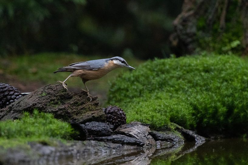 Treecreeper von @Unique