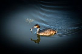 More ART In Nature - Haubentaucher von Martin Boshuisen - More ART In Nature