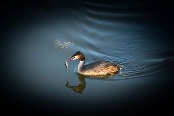 More ART In Nature - Haubentaucher