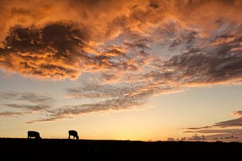 Cows at sunset