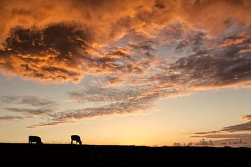 Koeien bij zonsondergang van Lisa Bouwman