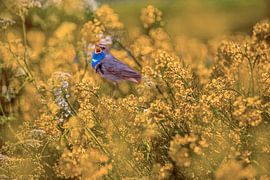 Blauwborst in het Koolzaad van Brian Morgan