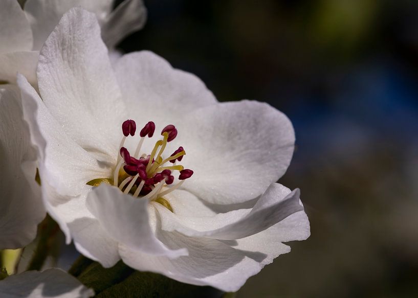 Birnbaumblüte, Pyrus sp von Adelheid Smitt