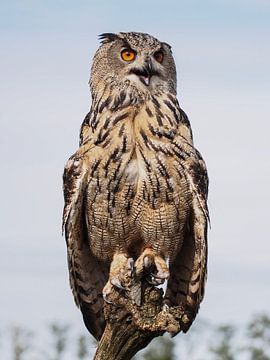 Hibou grand-duc européen sur Loek Lobel