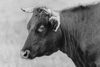 Mooo!