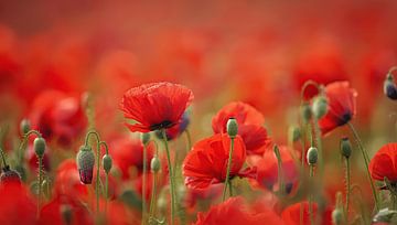 Field with red poppies by Bo Valentino