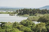 Palmen in Ciénaga del Totumo von Ronne Vinkx Miniaturansicht