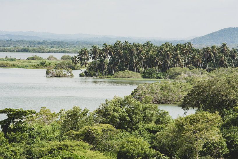 Palmen in Ciénaga del Totumo von Ronne Vinkx