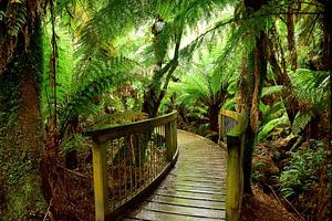 Boardwalk durch den Regenwald