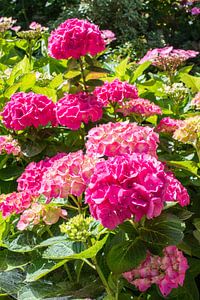 pink hydrangea in garden
