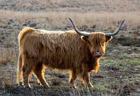Schotse hooglander kijkt in de camera