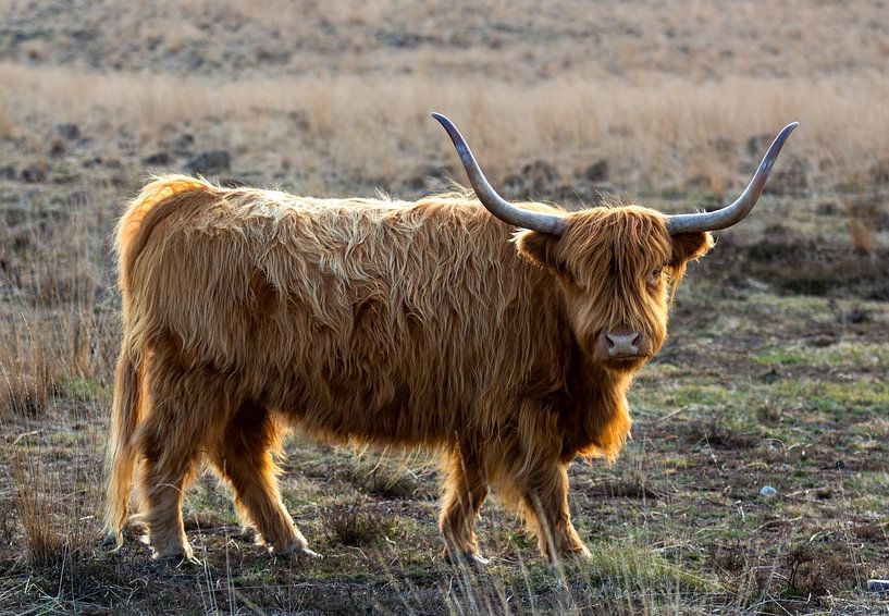 Schotse hooglander kijkt in de camera van Daniëlle Langelaar Photography