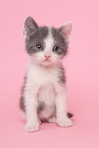 Grijs en wit kitten 