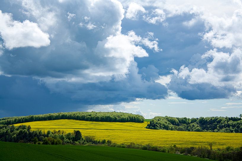 Rapeseed field in the sun under threatening clouds by Susan Hol