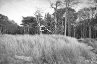 Trees on the beach of the Baltic Sea in black and white. Small forest by Martin Köbsch thumbnail