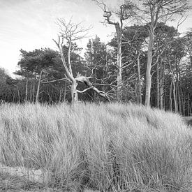 Trees on the beach of the Baltic Sea in black and white. Small forest by Martin Köbsch