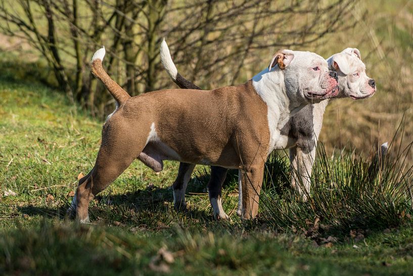 RebelBully's Pacman by Rebel Bully's