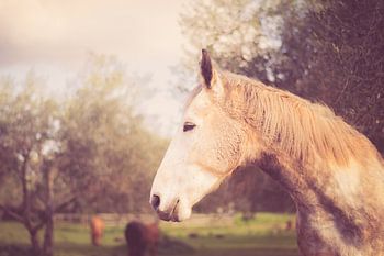 Grauschimmel im Halbprofil