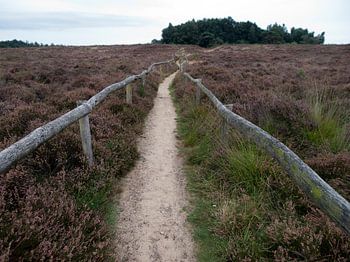 Een wandelpad naar het bos