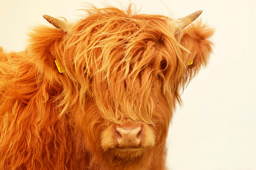 Schotse hooglander kop kalf zomerkleur