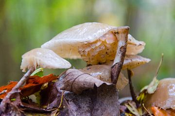 Herfst - paddenstoelen van Jack Koning