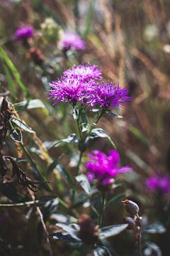 Zwolle summer 2019 by Stefan Lucassen