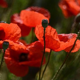 Symfonie in het rood van Susanne Deinhardt