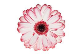 Gerbera von sem van Straalen