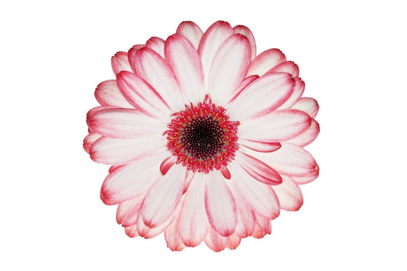 Gerbera  van sem van Straalen