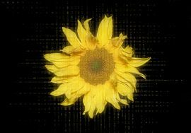 Digital fantasy of a wild sunflower by Ribbi