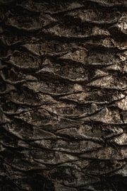 Palm Tree Bark Texture Natural Patterns in Detail by Femke Ketelaar