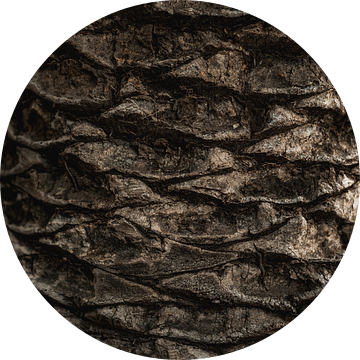 Palmboomschors Textuur Natuurlijke Patronen in Detail