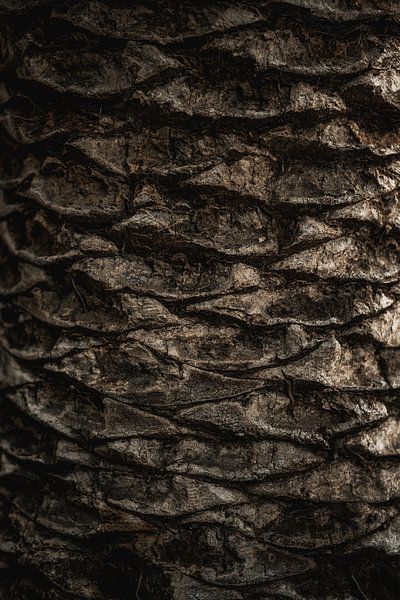 Palm Tree Bark Texture Natural Patterns in Detail by Femke Ketelaar