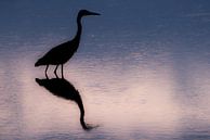 Sunrise of the Blue Heron  van Harald Harms thumbnail