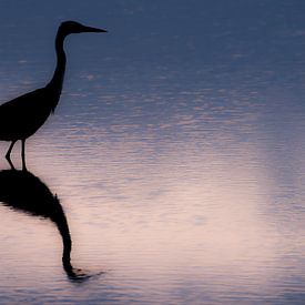 Sunrise of the Blue Heron  by Harald Harms