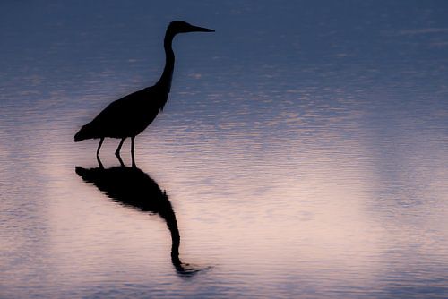Sunrise of the Blue Heron 