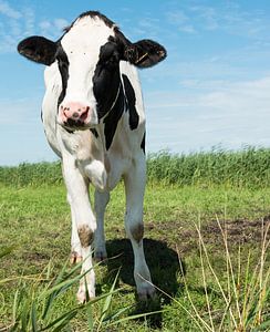 cow looking at camera