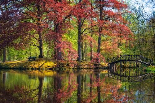 bruggetje in het park met rode beuk