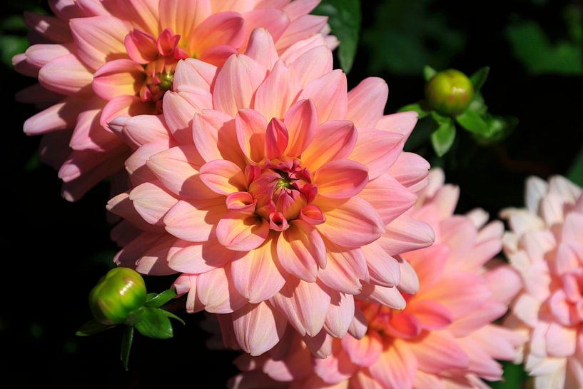 Prächtige Dahlienblüte von Thomas Jäger