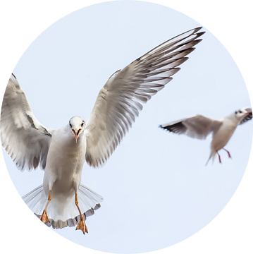 Kokmeeuwen in Arnhem