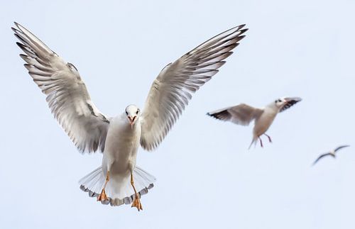 Kokmeeuwen in Arnhem