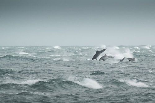 Famille de grands Dauphins dans la tempête