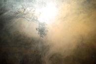 Boomtakken in de rook met een mooie lichtval van Ronald H thumbnail