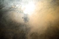 Boomtakken in de rook met een mooie lichtval