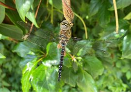 Libellule sur Richard Brinkman