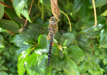 Dragonfly