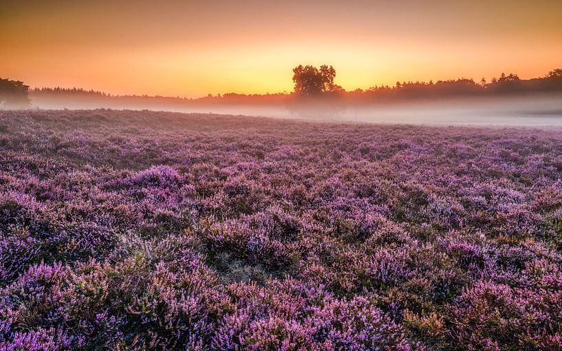 Bloeiend heideveld bij zonsopkomst met mist van Jenco van Zalk
