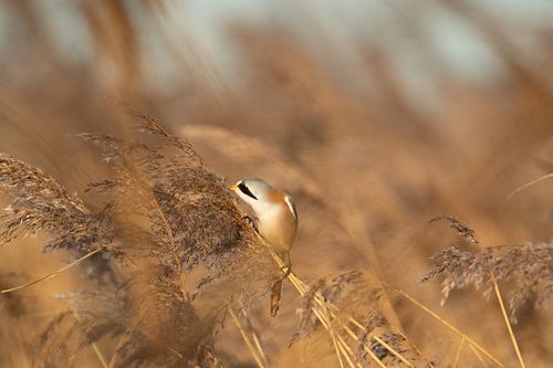 Bartmeisenrohrsänger