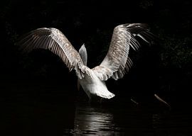 Pelikaan van Carla van Zomeren